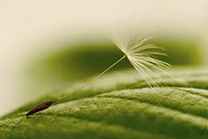 Dandelion Seeds Prints: Dandelions seed