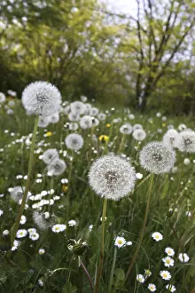 Springtime Plant Life Prints: Dandelions in a spring meadow