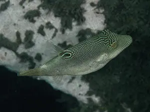 Images Dated 27th July 2024: Spiny-headed Pufferfish Print