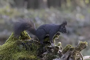 No People Animal Photos Prints: Dark squirrel Squirrel (Sciurus) on rootstock