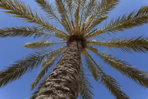 Palm Tree Landscape Photography Prints: Date Palm