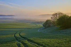 Green Fields In Germany Prints: Dawn over a green landscape with fields