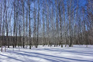 Clear Blue Sky Photography Prints: The last day of winter in Moscow