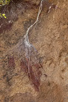 Namibia Nature Photography Prints: Dead branch lying on a rock, Namibia