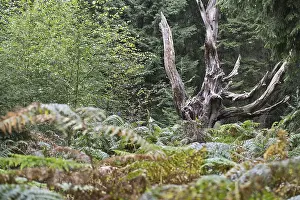 Fagus Sylvatica Germany Prints: Dead copper beech (Fagus sylvatica)