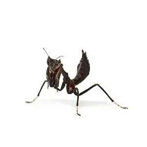 Studio Shot Insect Prints: Dead leaf mantises - Acanthops Sp