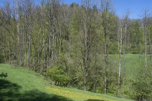 Central Europe Open Air Prints: Dead poplars (Populus) in a meadow