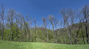 Deciduous Tree Landscape Germany Prints: Dead poplars (Populus) in a meadow