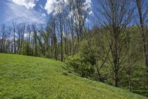 Bavaria Spring Scene Prints: Dead poplars (Populus) in a meadow in spring
