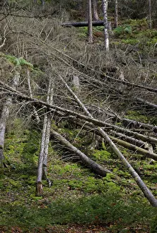 Elbe Sandstone Mountains Scenery Prints: Dead spruce trees due to climate change