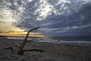 Deserted Baltic Sea Beach Prints: Dead tree on the beach, dramatic clouds