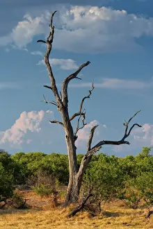 Global Warming Effects On Trees Prints: Dead tree, dead, drought, heat