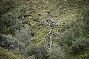 Scottish Highland Landscape Photos Prints: Dead tree in landscape, Glen Coe