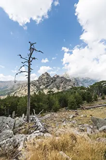Mountain Range Exterior Views Prints: Dead tree in front of a mountain