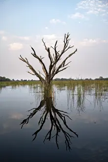Botswana Tourist Attraction Prints: Dead tree reflected in the river