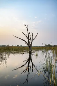 Dead Tree Reflection Prints: Dead tree reflected in the river