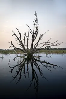 Okavango Delta Prints: Dead tree reflected in the river