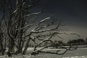 Snowy German Countryside Prints: Dead tree by the roadside, long exposure