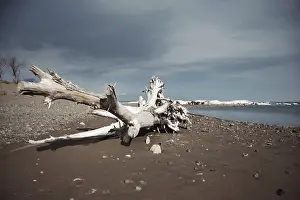Deserted Coastal Landscape Prints: Dead tree at the sea