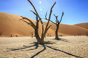 Barren Desert Landscape Photography Prints: Dead tree in the Sossusvlei desert, Namibia