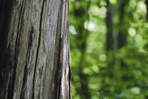 German Countryside Woods Prints: Dead tree, spring forest in the background