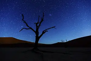 Namib Desert Nature Reserve Prints: Dead tree in front of starry sky