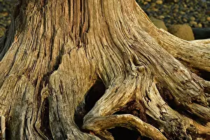 Temperate Rainforest Prints: Dead tree stump in temperate rainforest