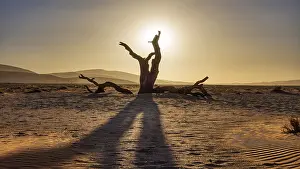 Evening Sun In The Desert Prints: Dead tree, sunset, Sossusvlei, Namibia