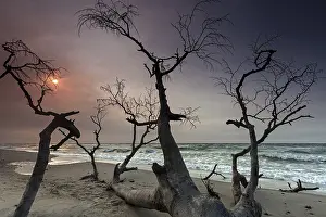 Atmospheric Evening Scene Germany Prints: Dead tree at the west beach, evening light