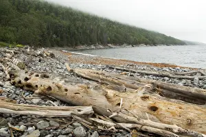 Deserted Coastline Landscape Prints: Dead trees brought to the seashore by currents
