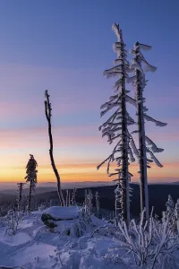 Deserted Tree Landscape Prints: Dead trees in the evening light