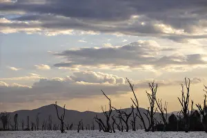 Evening Sky Landscape Prints: Dead trees in a lake, clouds, sunset