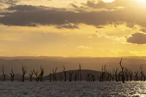 Prints of Dead trees in a lake, clouds, sunset, Lake Naivasha, Kenya Lake Prints: Dead Trees in Lake Naivasha, Kenya Print