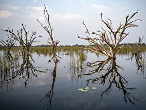 Botswana UNESCO Site Prints: Dead trees are reflected in the river