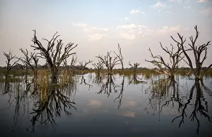 Okavango Delta UNESCO Site Prints: Dead trees are reflected in the river