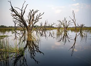 Okavango River Waterfront Scene Prints: Dead trees are reflected in the river