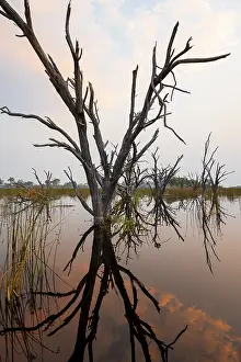 Atmospheric Evening Light Africa Prints: Dead trees are reflected in the river at sunset