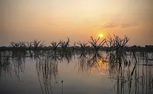 Botswana UNESCO World Heritage Site Prints: Dead trees are reflected in the river at sunset