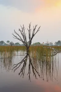 Deserted Tree Landscape Africa Prints: Dead trees are reflected in the river at sunset