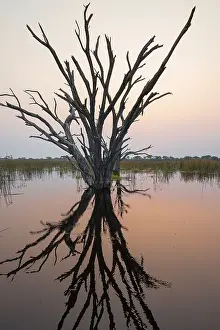 Okavango Delta Sunset Prints: Dead trees are reflected in the river at sunset