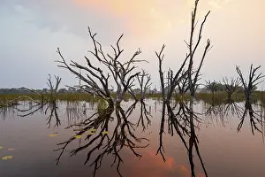 Atmospheric Evening Light Africa Prints: Dead trees are reflected in the river at sunset