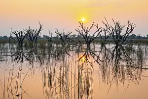 Okavango Delta Landscape Prints: Dead trees are reflected in the river at sunset