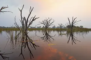 Famous UNESCO World Heritage Site Prints: Dead trees are reflected in the river at sunset