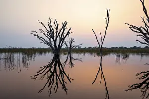 Botswana Landscape Prints: Dead trees are reflected in the river at sunset