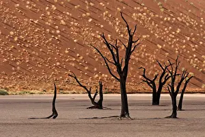 African Desert Landscape Photography Prints: Dead trees in front of a sand dune