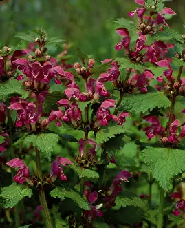 Medicinal Herbs Prints: Deadnettle