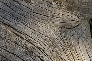 Close Up Tree Trunk Prints: Deadwood structure