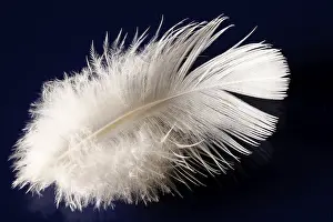 Bird Feather Detail View Prints: Deaf feather/spring