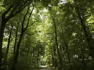 Travel Photography Forests Prints: Deciduous forest