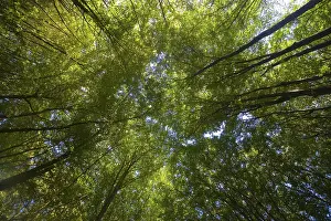 Deciduous Tree Photos Prints: Deciduous forest